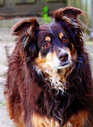Australian Shepherd